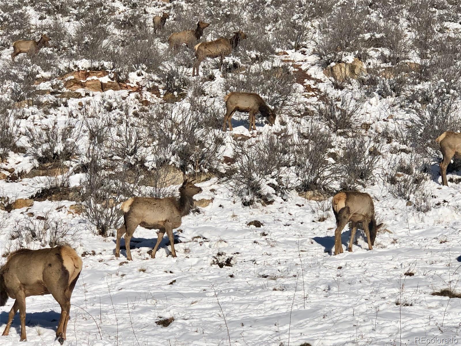 822 Rabbit Run Drive Golden, CO 80401 - Photo 34 of 34