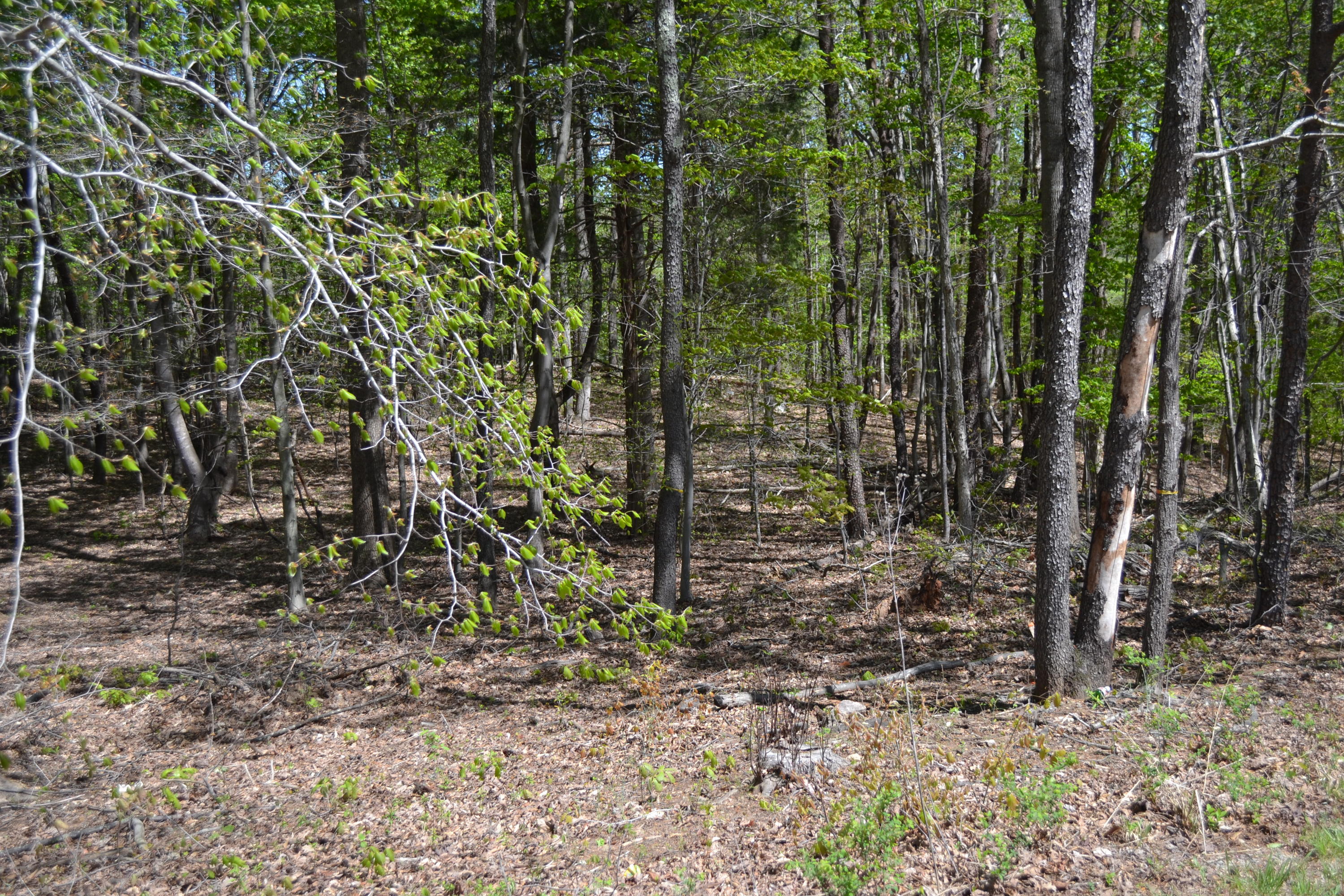 Lot 66 High Point Road Moneta, VA 24121 - Photo 1 of 3 View of Property