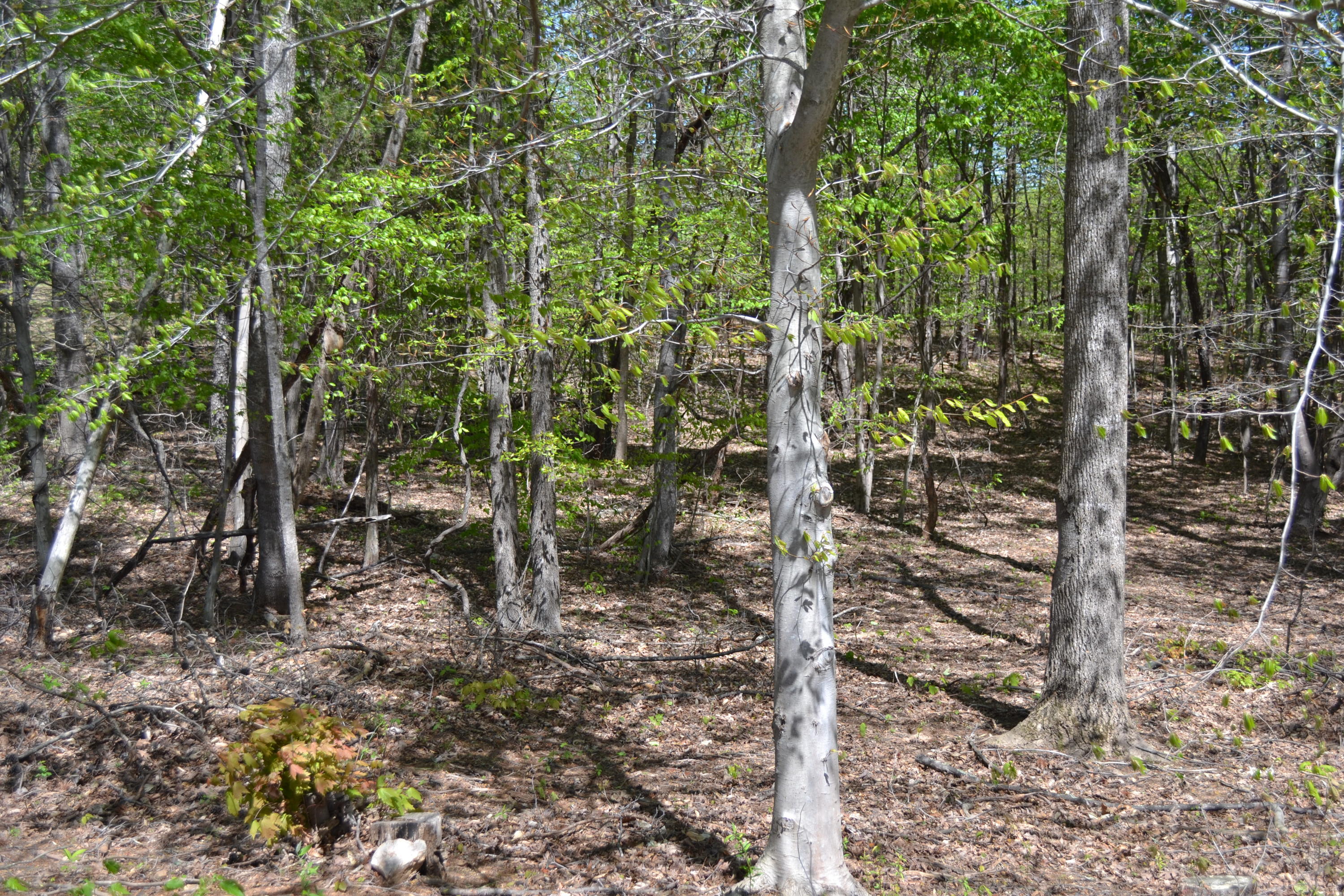 Lot 66 High Point Road Moneta, VA 24121 - Photo 2 of 3 DSC_0141