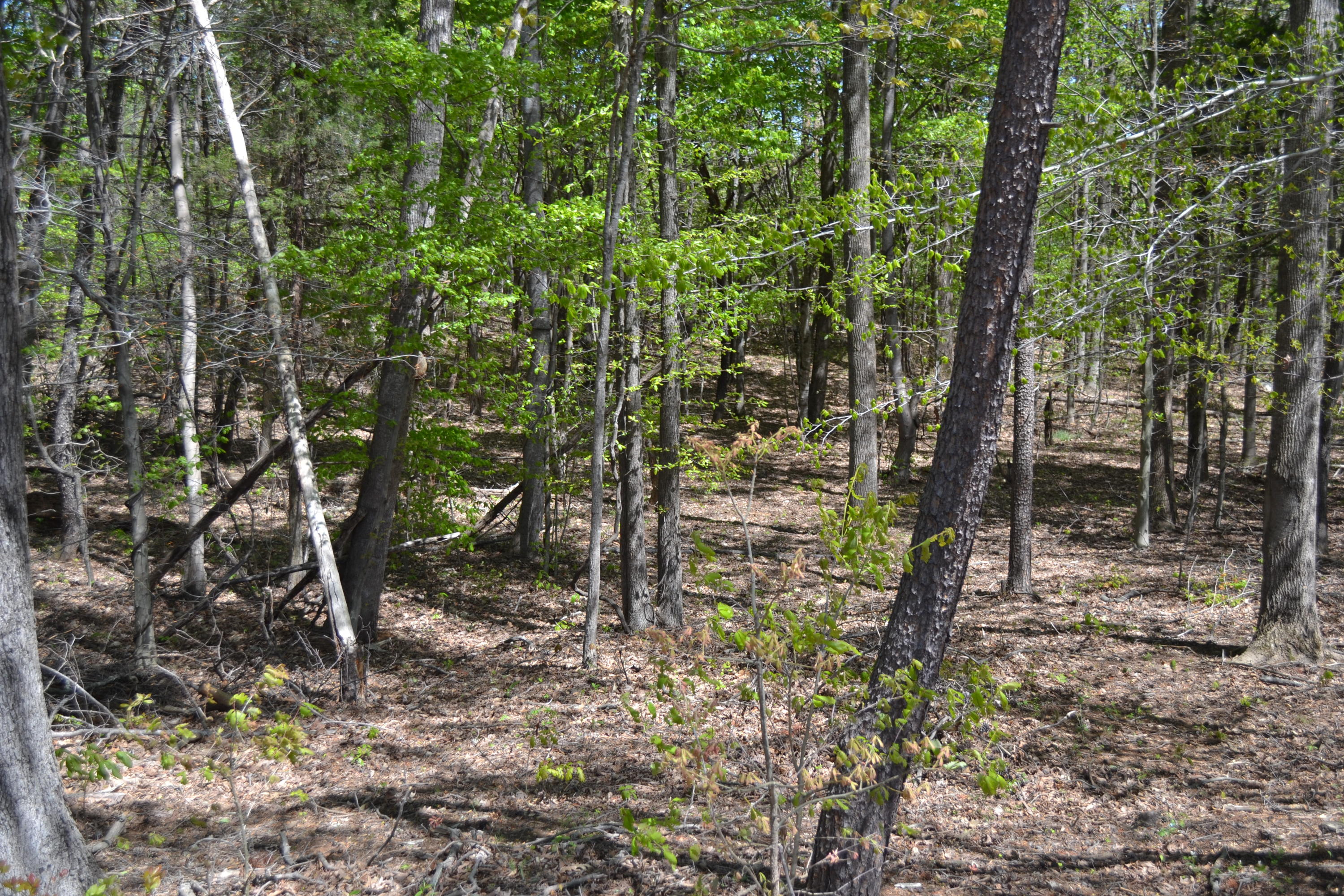 Lot 66 High Point Road Moneta, VA 24121 - Photo 3 of 3 DSC_0143