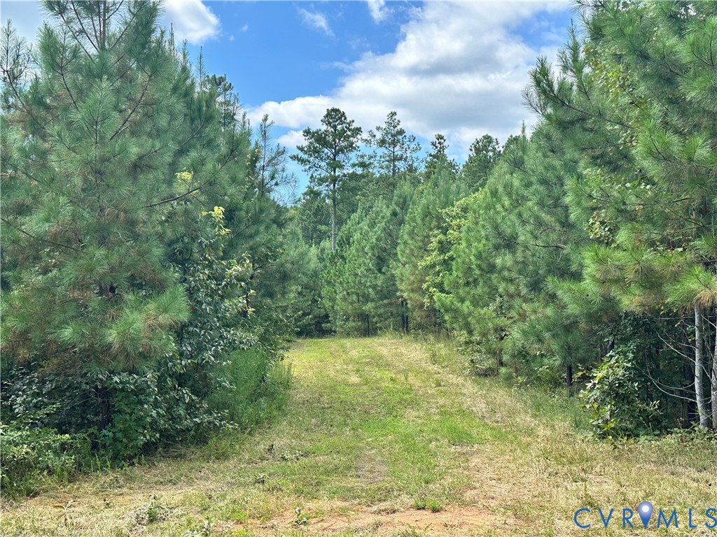 0 Loman Road Meherrin, VA 23954 - Photo 5 of 12 a view of a yard with plants and large trees