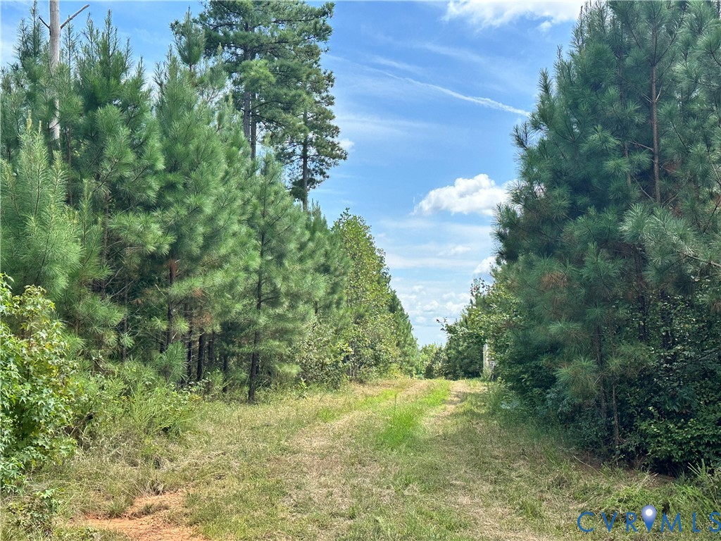0 Loman Road Meherrin, VA 23954 - Photo 6 of 12 a view of a yard