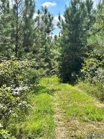 a view of a lush green forest