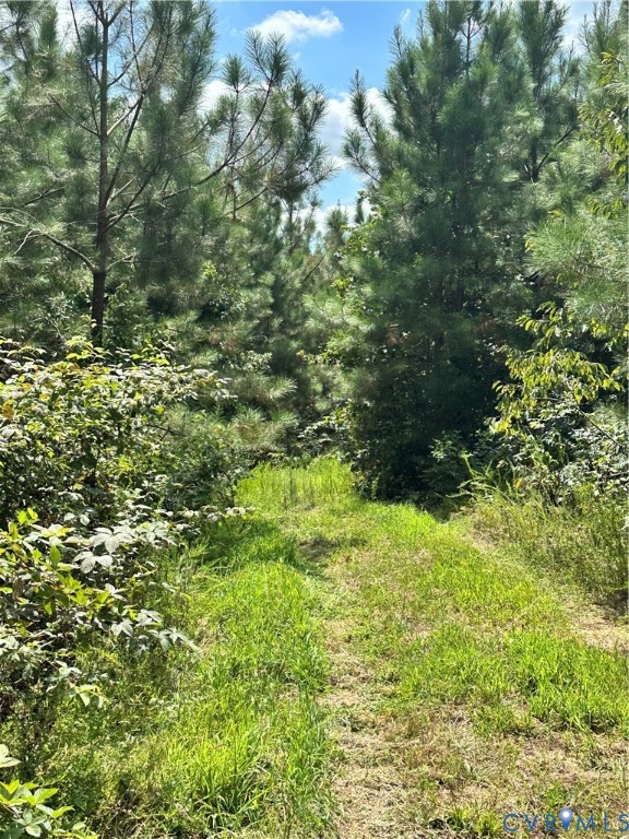 0 Loman Road Meherrin, VA 23954 - Photo 7 of 12 a view of a lush green forest