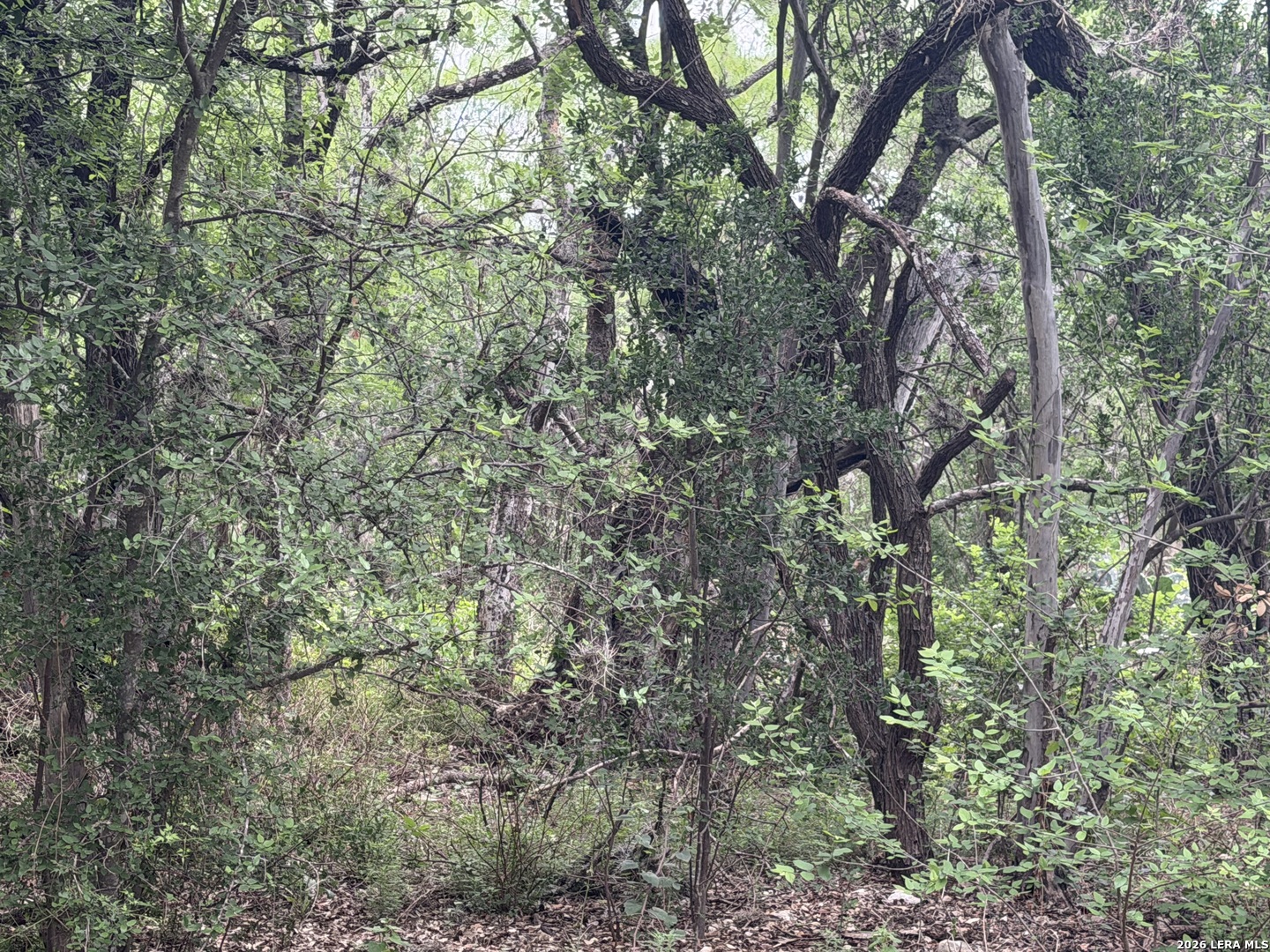 6197 Ranch Road 1120 Rio Frio, TX 78879 - Photo 5 of 9