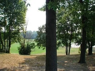a view of a yard with plants and a large tree