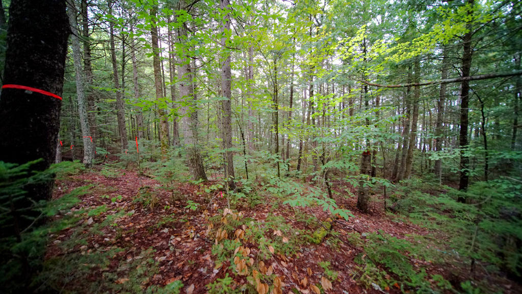 Lot 9-10 Lot Road Danforth, ME 04424 - Photo 9 of 25 hotbrook-lake-land-lots
