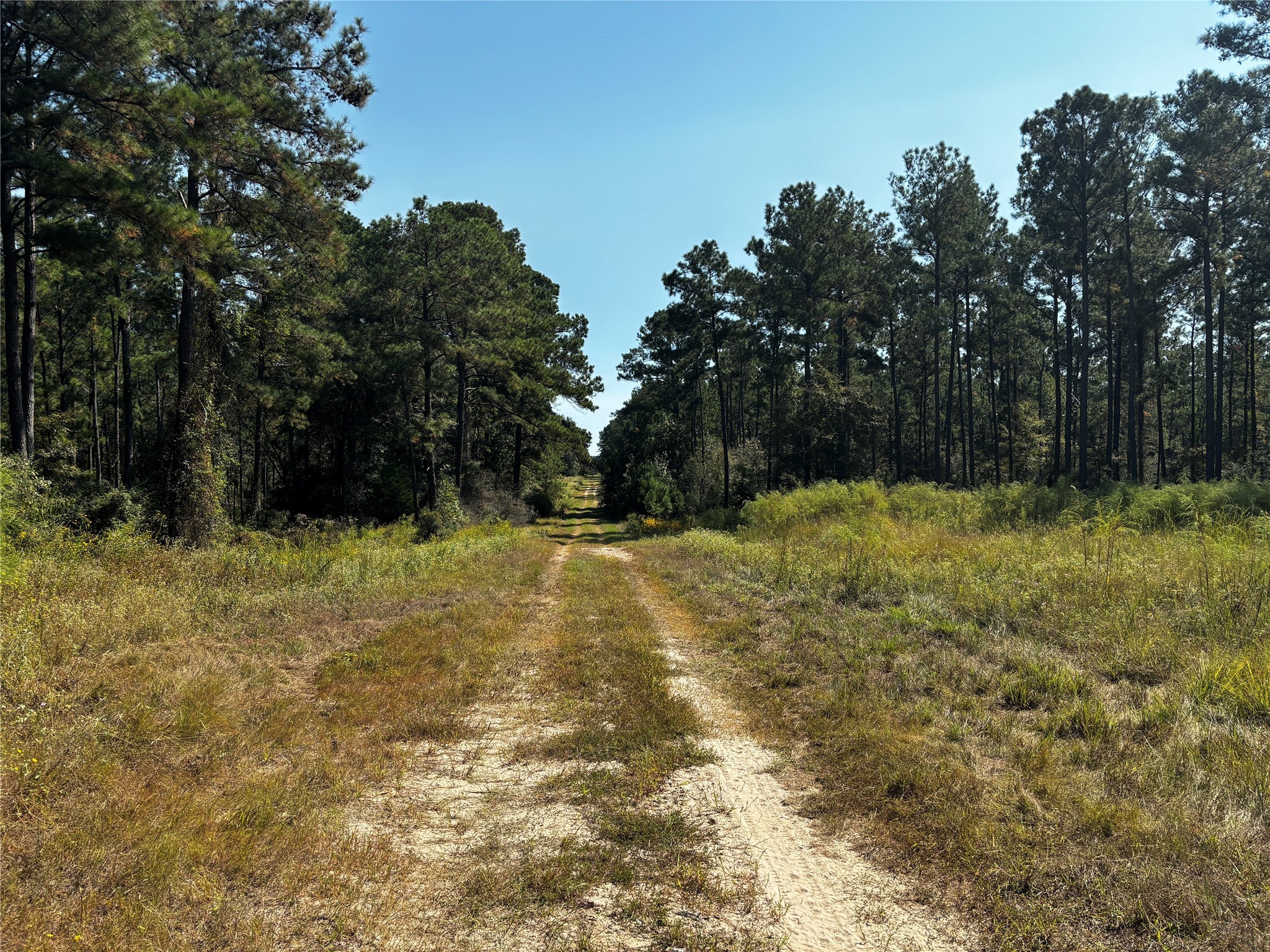 4 Trinity Lady Park Road Trinity, TX 75862 - Photo 5 of 7