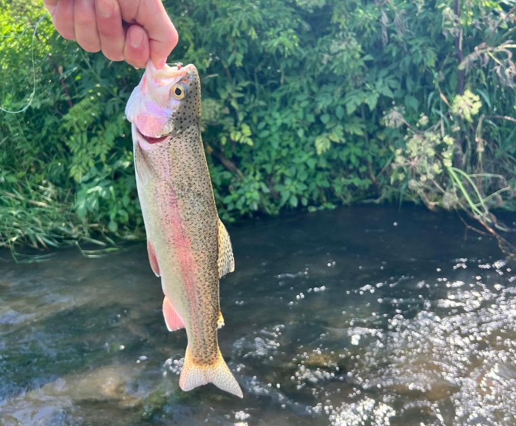 Tbd-c County 8 Spring Grove Mabel, MN 55954 - Photo 12 of 55