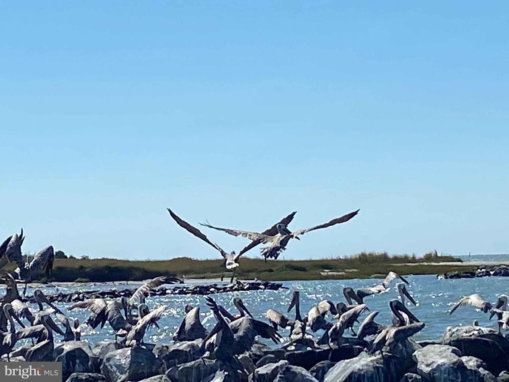 3434 Marsh Road Ewell, MD 21824 - Photo 11 of 15 Brown pelicans on the jetty at the entrance