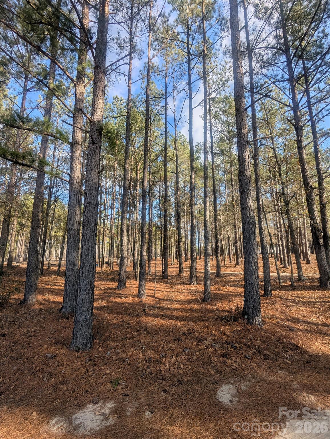 482 Pine Road Jefferson, SC 29718 - Photo 39 of 39 a view of outdoor space with deck and trees