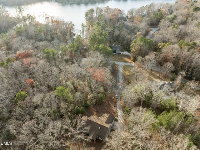 a view of a forest with a tree