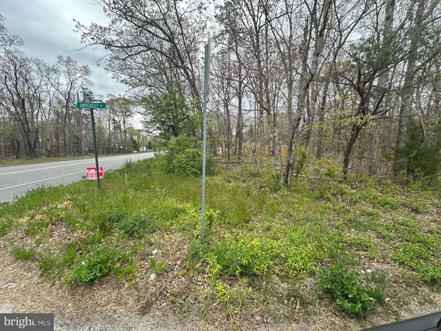 a view of a park with large trees