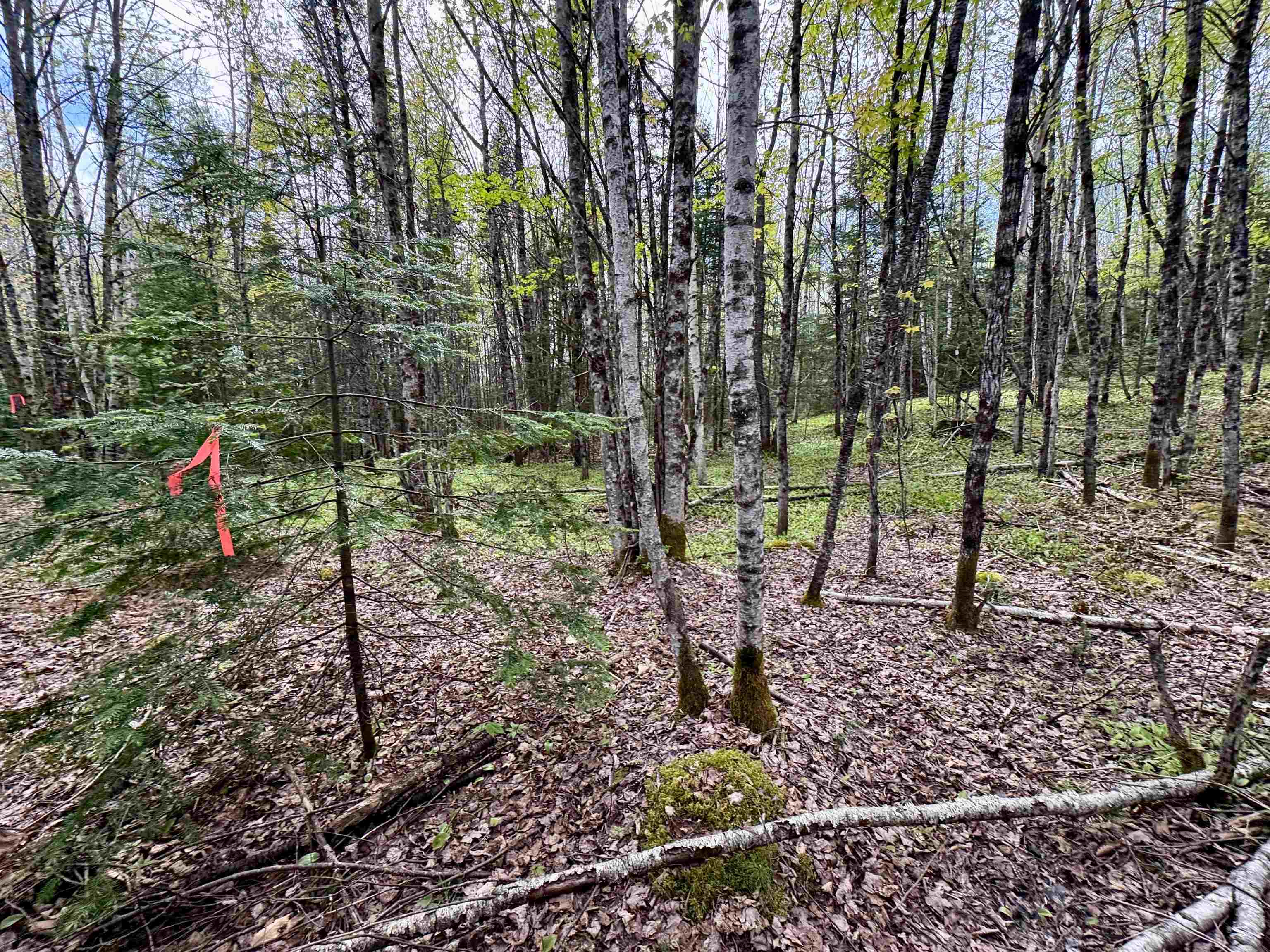 0 Oregon Road, Unit LOT 1 Lunenburg, VT 05906 - Photo 10 of 13