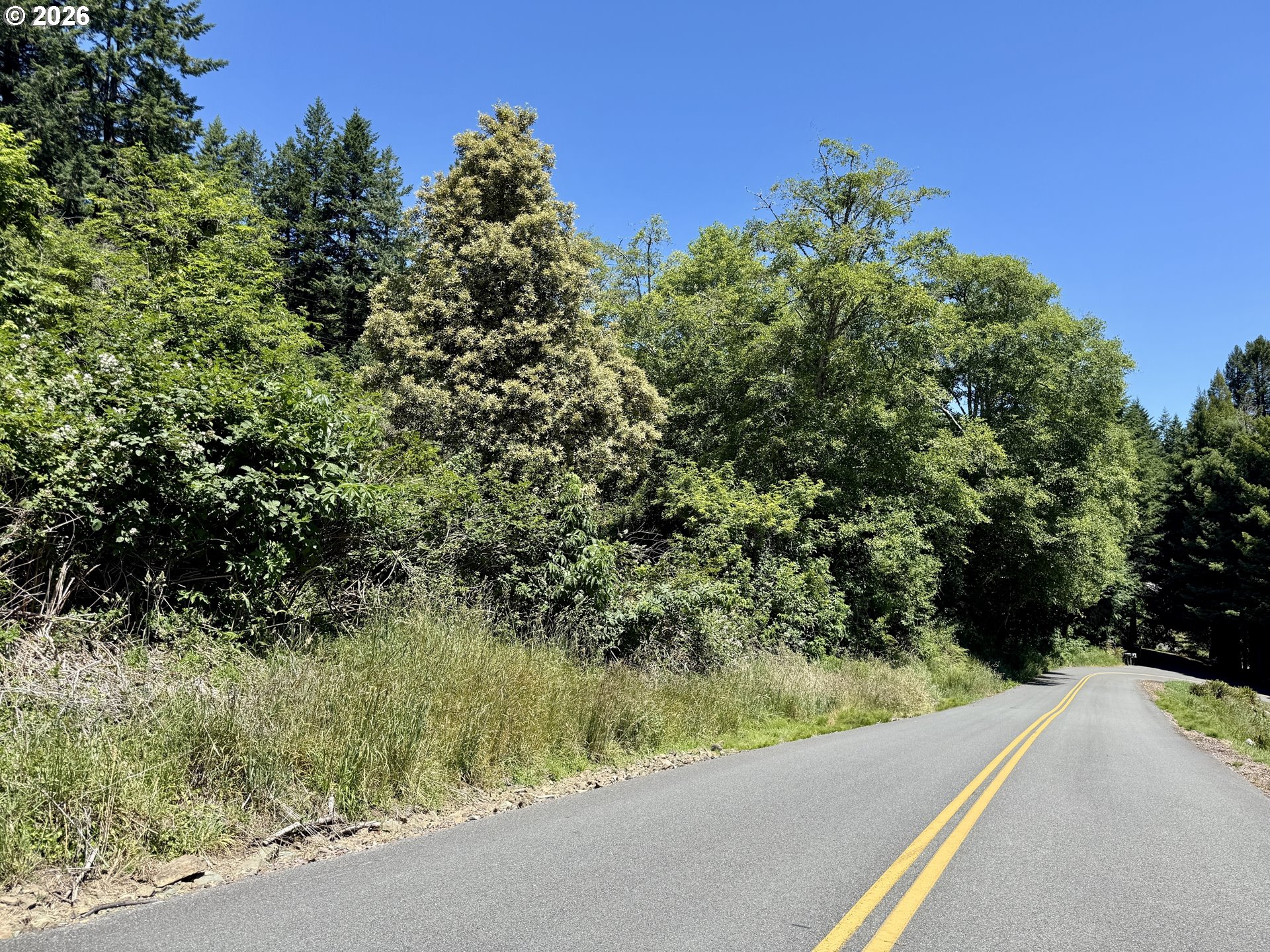 0 Thompson Road Brookings, OR 97415 - Photo 14 of 15 a view of a forest filled with trees