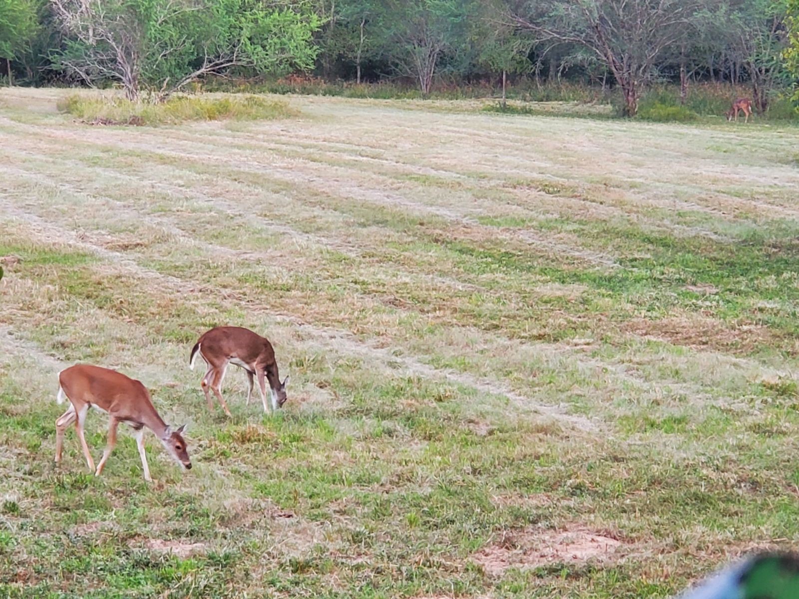14029 Cochran Road Waller, TX 77484 - Photo 16 of 26