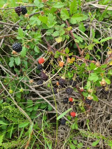 $9,380,000 | 14029 Cochran Road, Waller, TX 77484