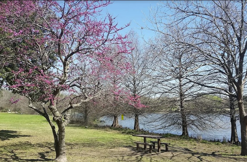3900 Lemos Drive Austin, TX 78728 - Photo 31 of 35 a view of a yard with large trees