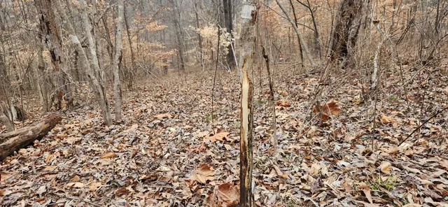 $1,200,000 | 5849 Catholic Church Road, Cedar Hill, TN 37032