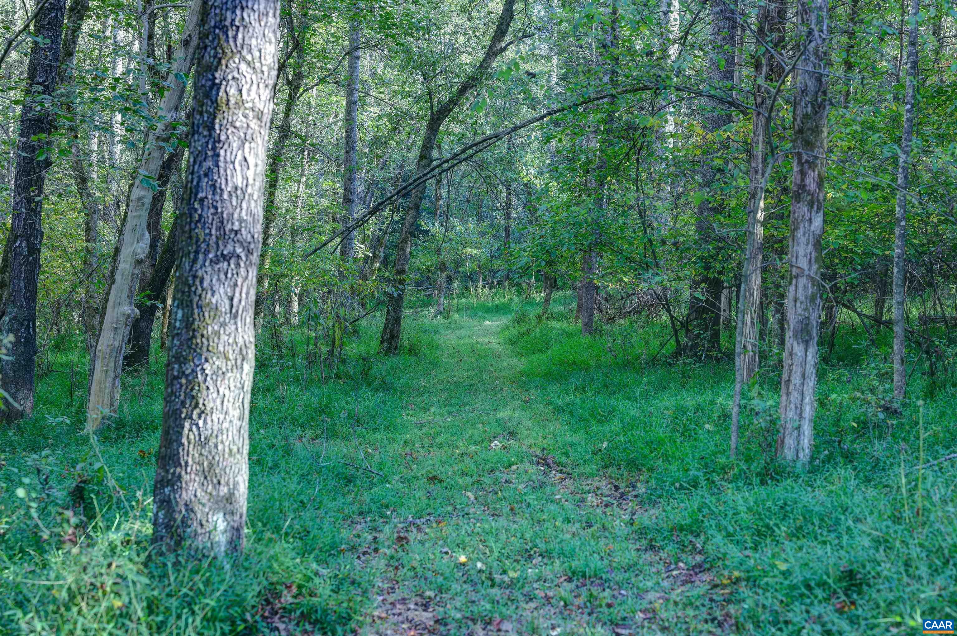 4710 Dickerson Road Earlysville, VA 22936 - Photo 72 of 75 a view of a lush green forest