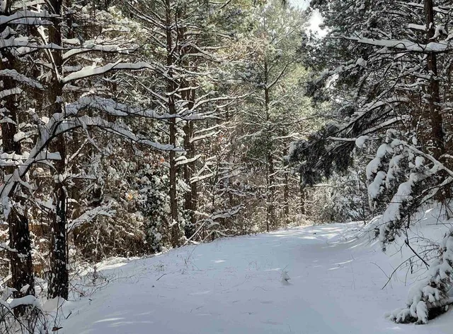 a view of a yard with a tree