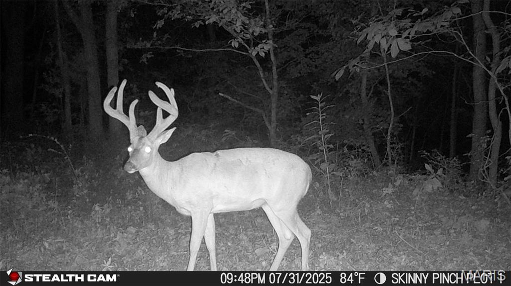0 Yellow Springs Road Elizabethtown, IL 62931 - Photo 15 of 56 Gallery Image 15
