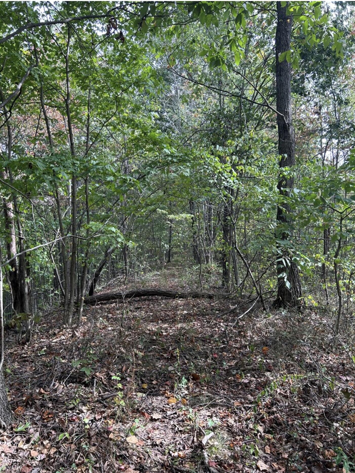 0 Gander Branch Road Vanceburg, KY 41179 - Photo 39 of 45 IMG_5980