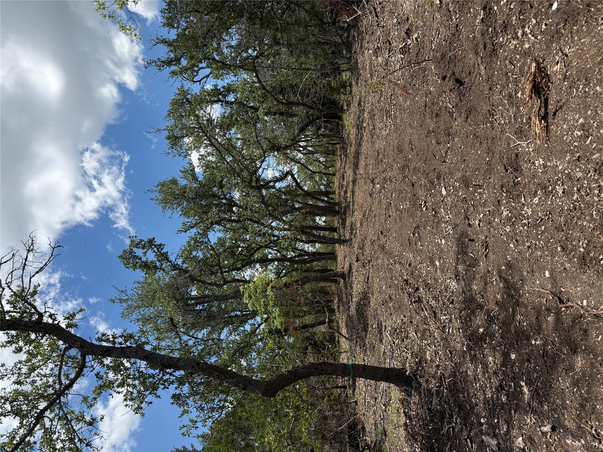 -altwein Rd 17.91 Acres Altwein Road Blanco, TX 78606 - Photo 25 of 33 a view of a forest with trees