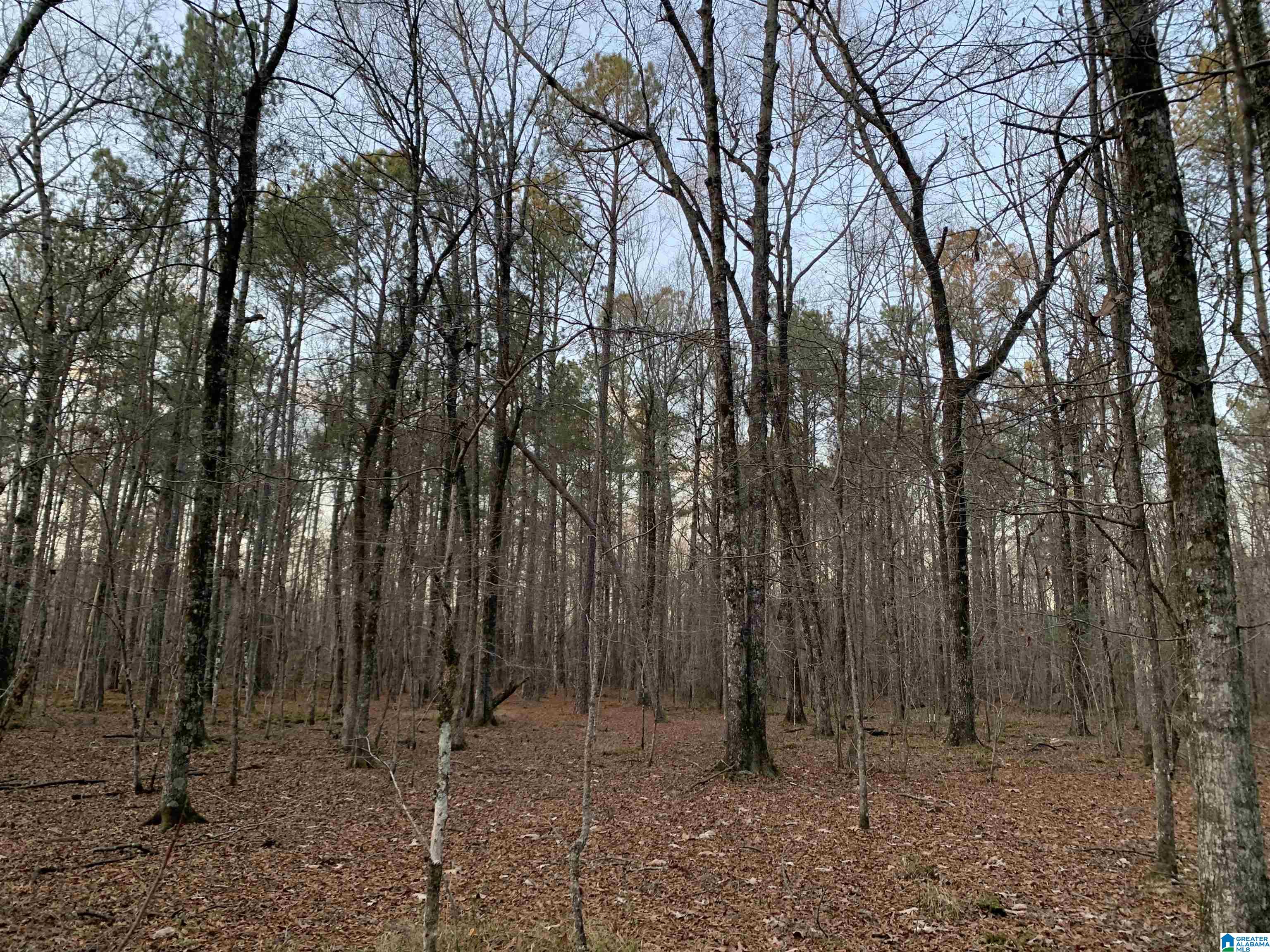 156 County Road Jemison, AL 35085 - Photo 13 of 14