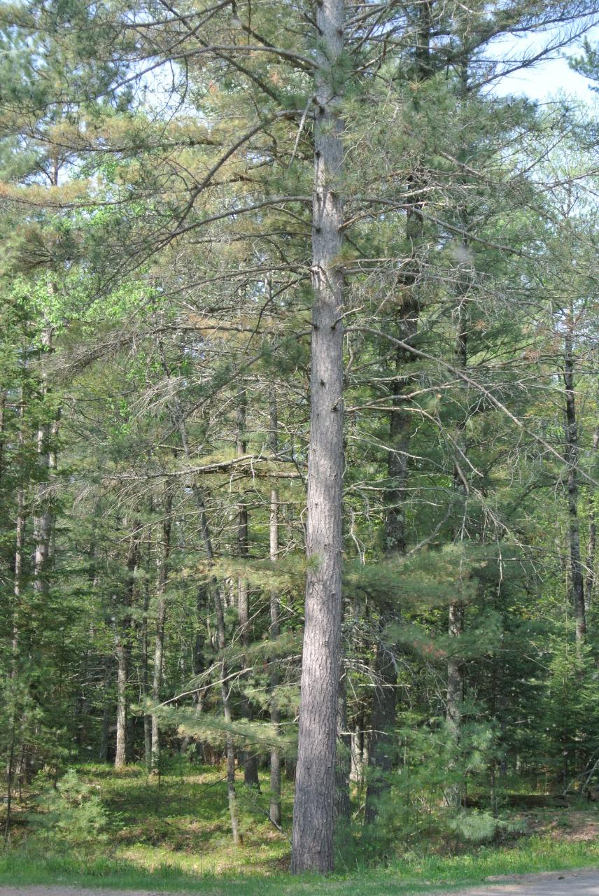 Lot 313 Deerwood Road Minocqua, WI 54548 - Photo 27 of 33 Gallery Image 27