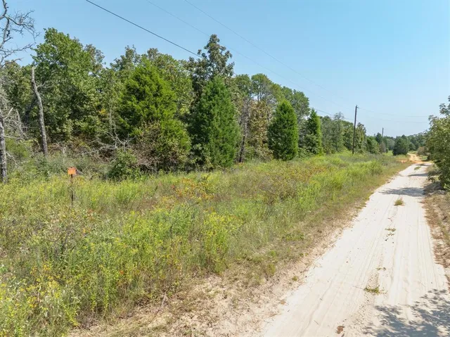 a view of a yard with plants and a large tree