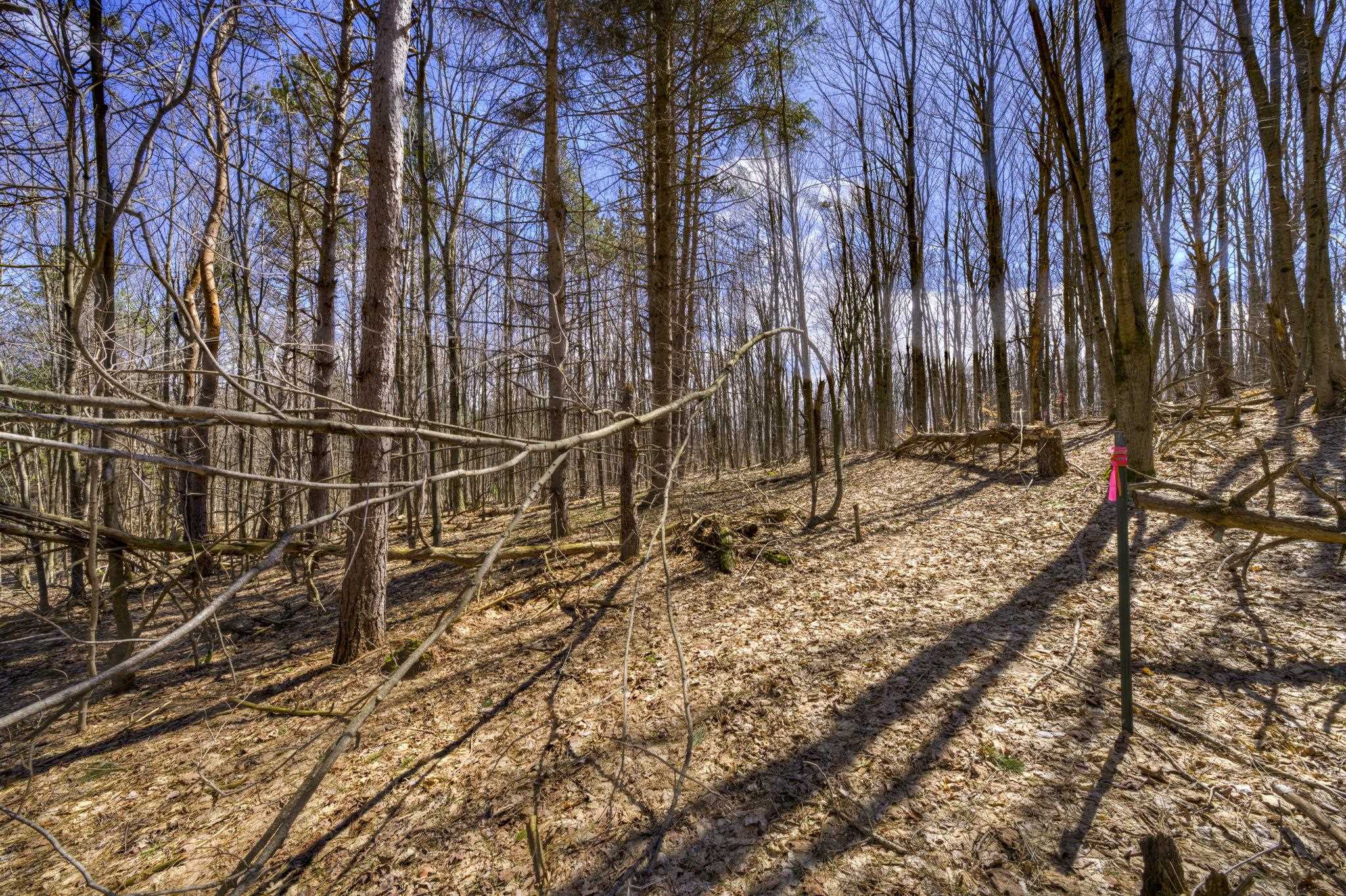 Parcel A East Bodus Road Cedar, MI 49621 - Photo 5 of 8