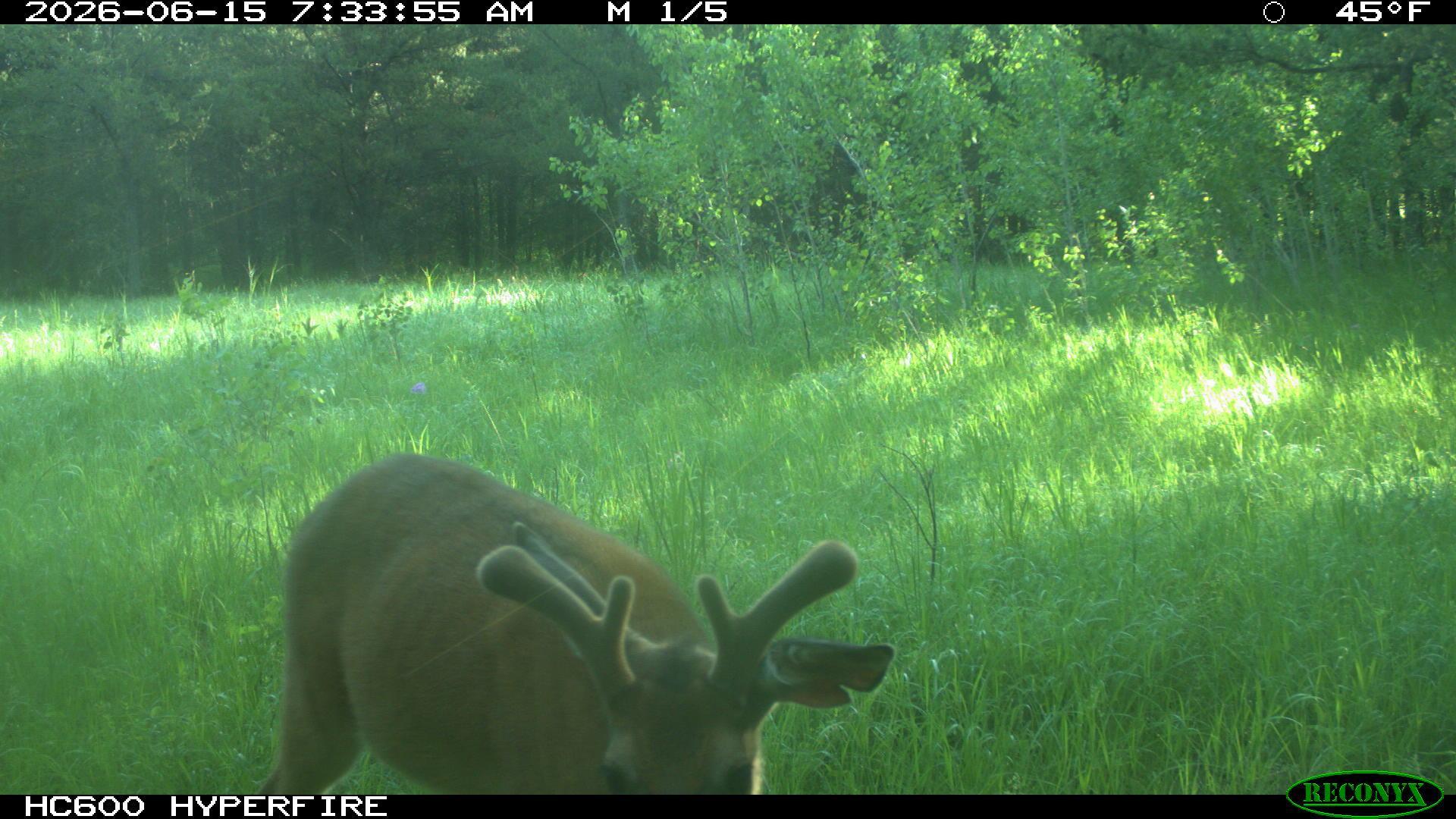 Tbd 96th Street Southwest Motley, MN 56466 - Photo 68 of 80 Gallery Image 68