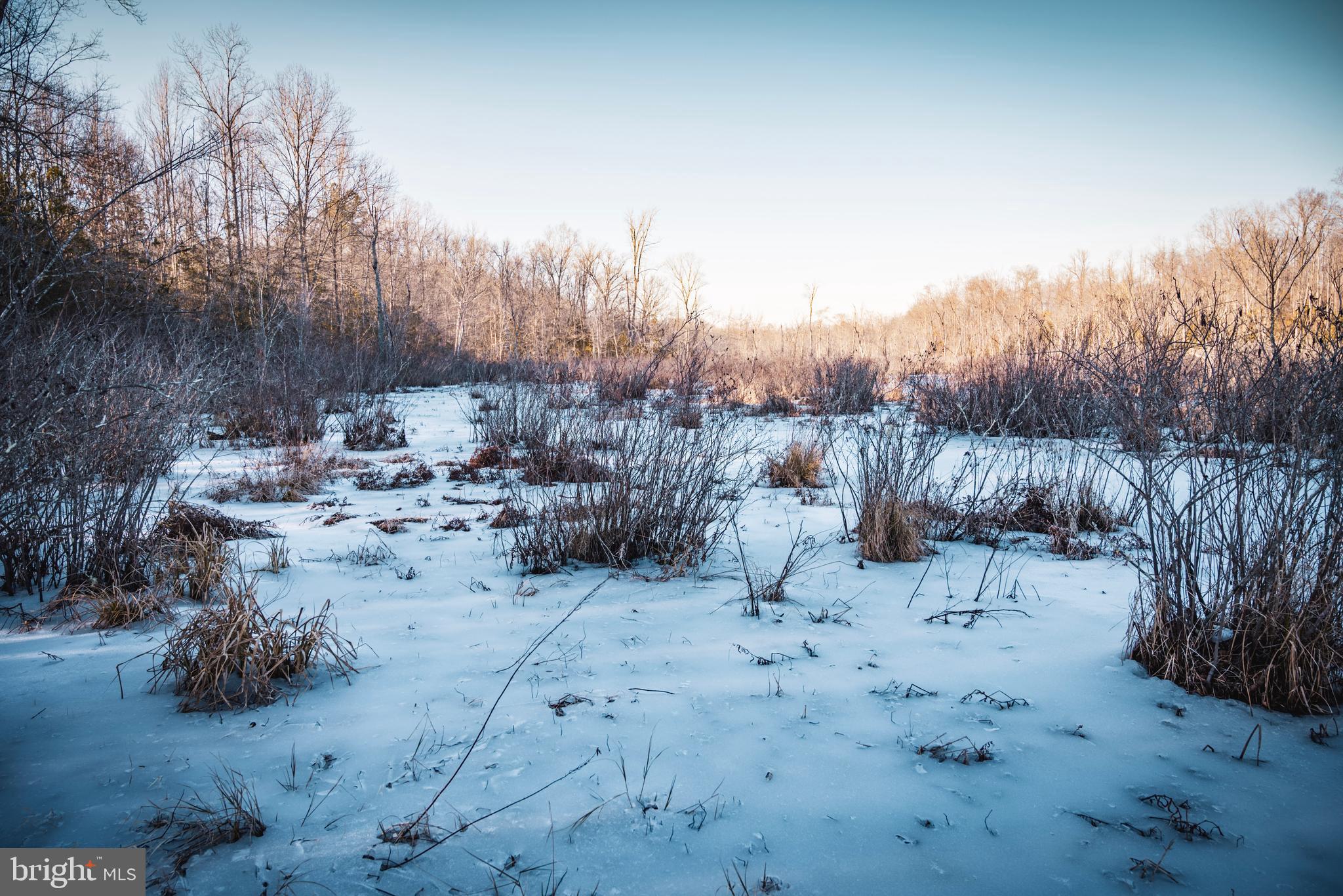 Tbd Sparta Road Milford, VA 22514 - Photo 24 of 48 a view of a yard with a large tree