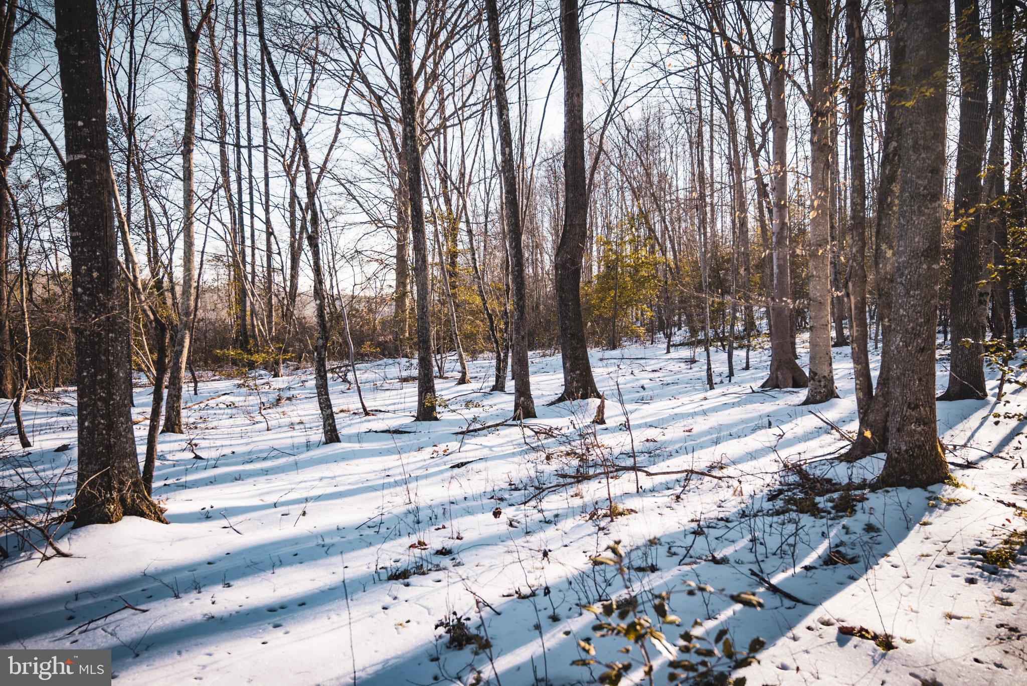 Tbd Sparta Road Milford, VA 22514 - Photo 26 of 48 a view of a yard with large trees