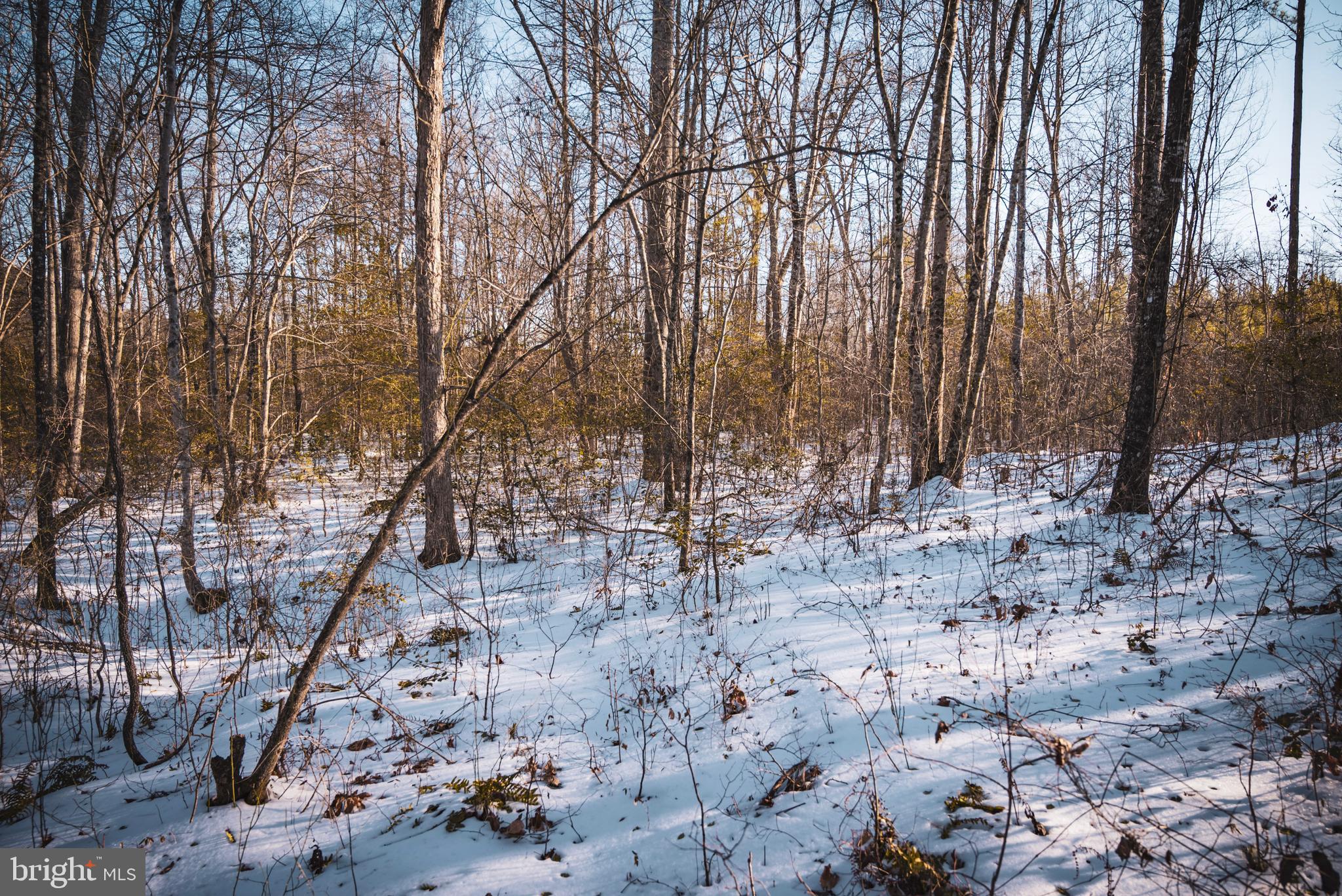 Tbd Sparta Road Milford, VA 22514 - Photo 27 of 48 a view of outdoor space with lots of trees