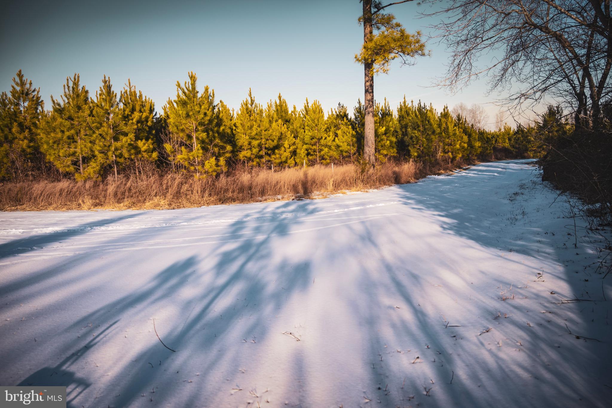 Tbd Sparta Road Milford, VA 22514 - Photo 29 of 48 a view of a yard