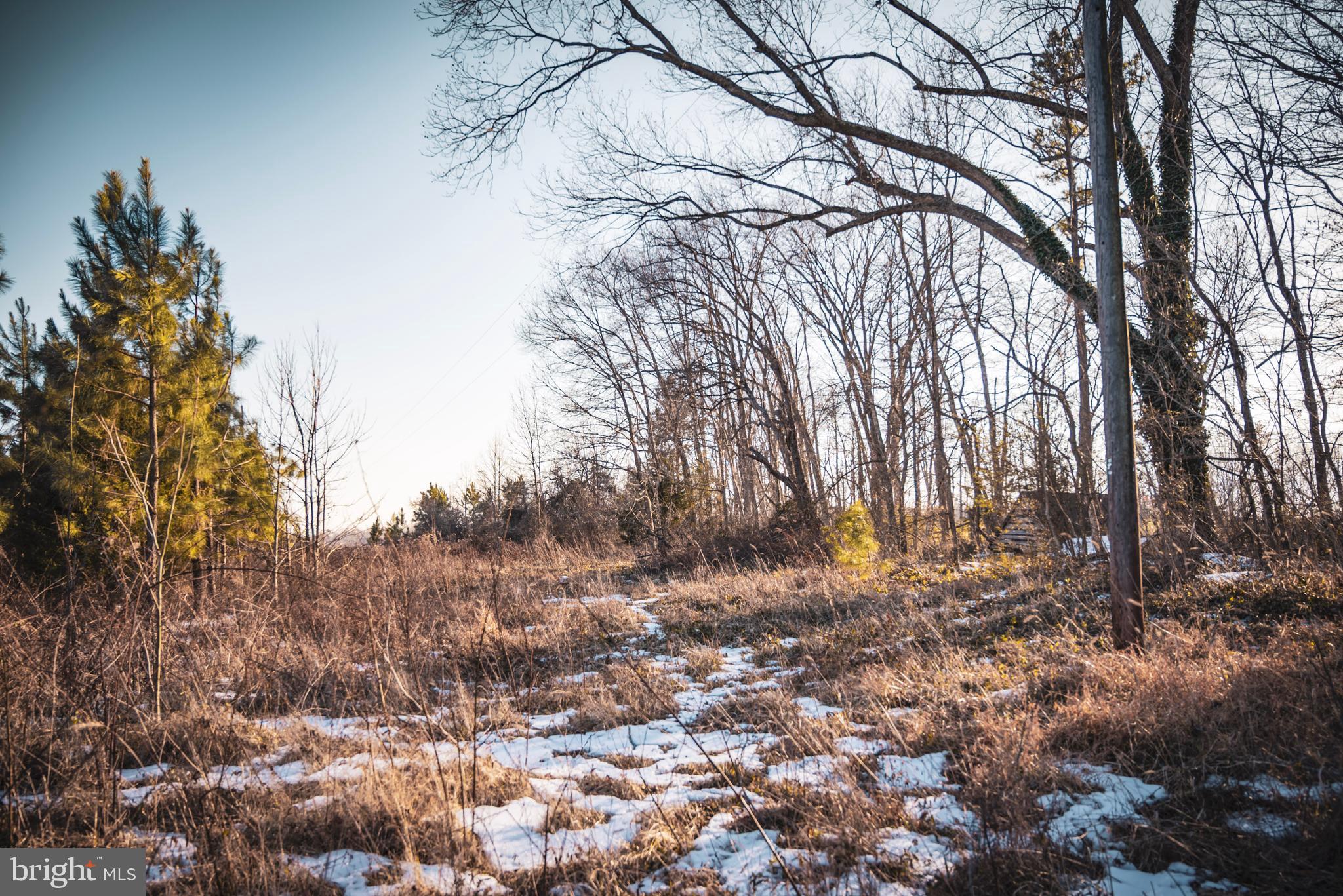 Tbd Sparta Road Milford, VA 22514 - Photo 30 of 48 a view of a yard with a tree
