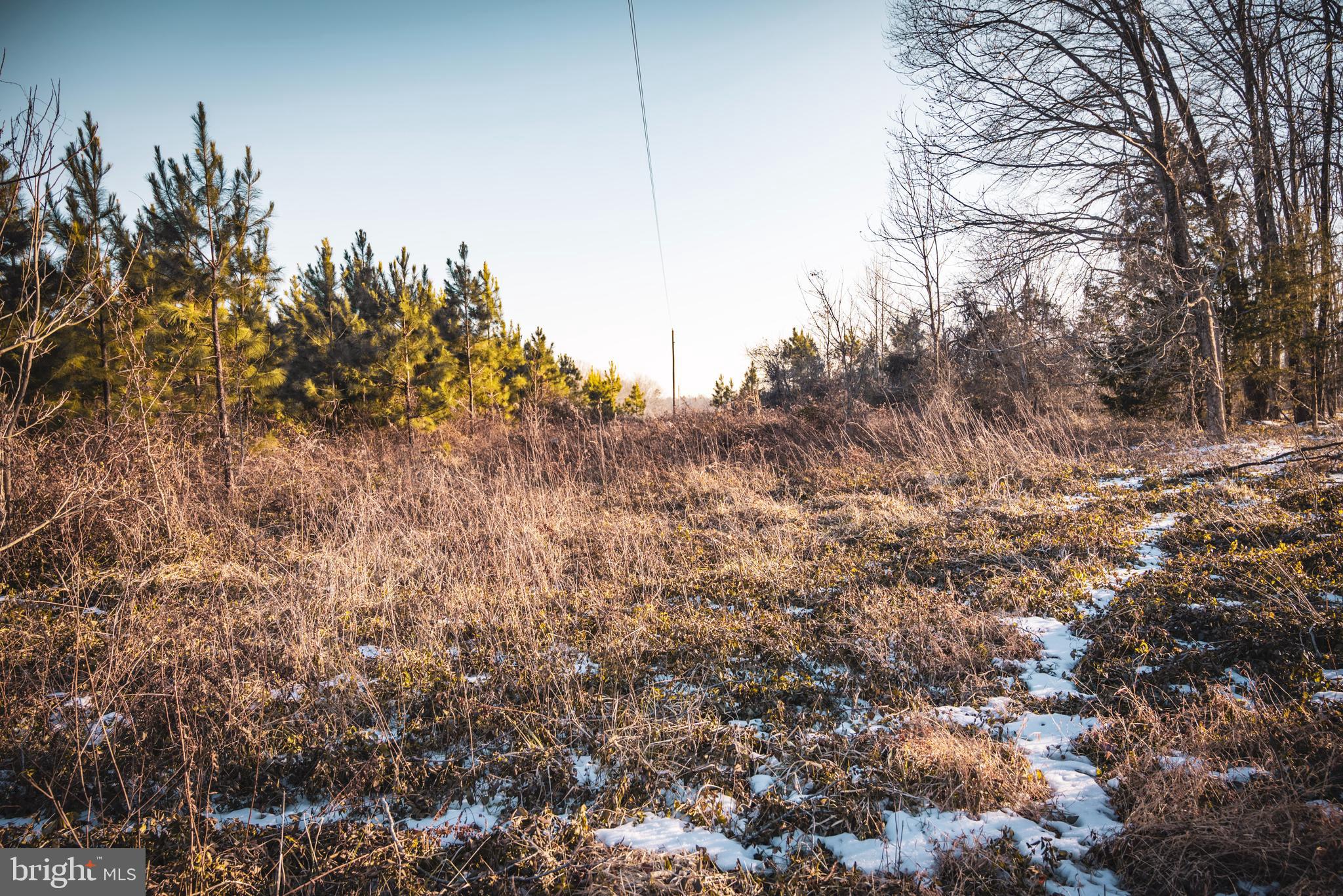 Tbd Sparta Road Milford, VA 22514 - Photo 31 of 48 a view of a covered with trees