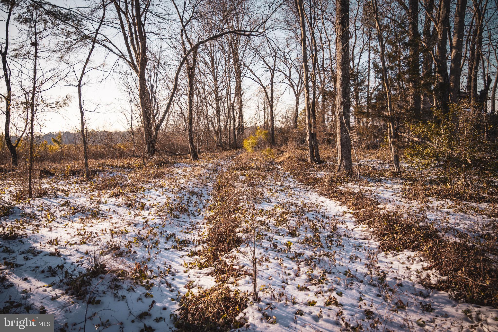 Tbd Sparta Road Milford, VA 22514 - Photo 32 of 48 a view of a yard with trees