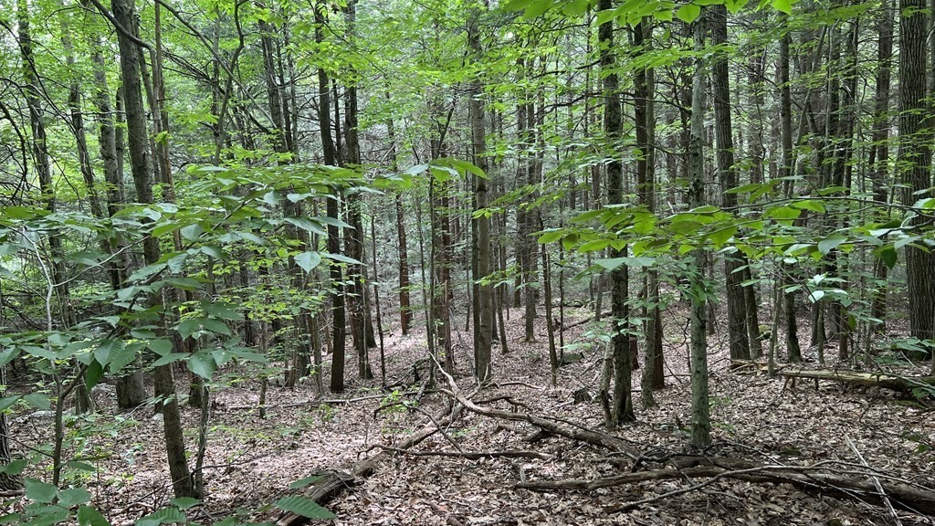 0 Rainbow Road East Otis, MA 01029 - Photo 11 of 14 Gallery Image 11