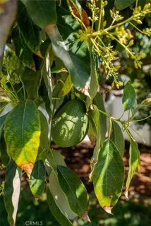 $1,100,000 | 1107 North Towner Street, Santa Ana, CA 92703