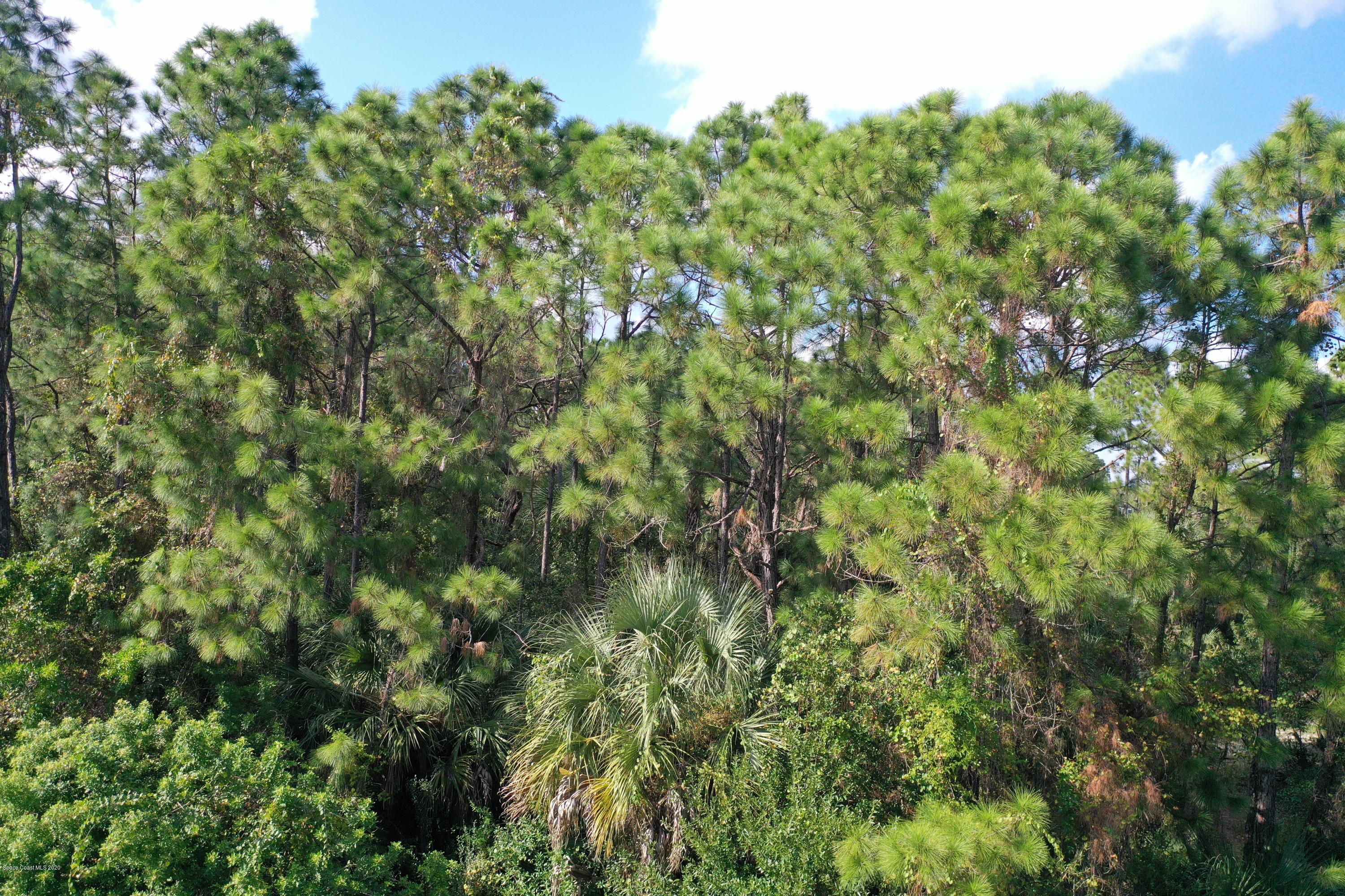 730 Gibbons Road Southwest Palm Bay, FL 32908 - Photo 6 of 11 a view of a lush green forest