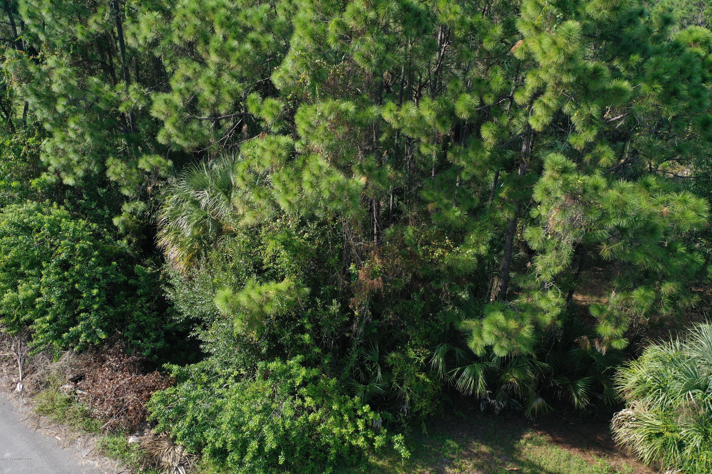 730 Gibbons Road Southwest Palm Bay, FL 32908 - Photo 7 of 11 a view of a lush green forest with lots of trees