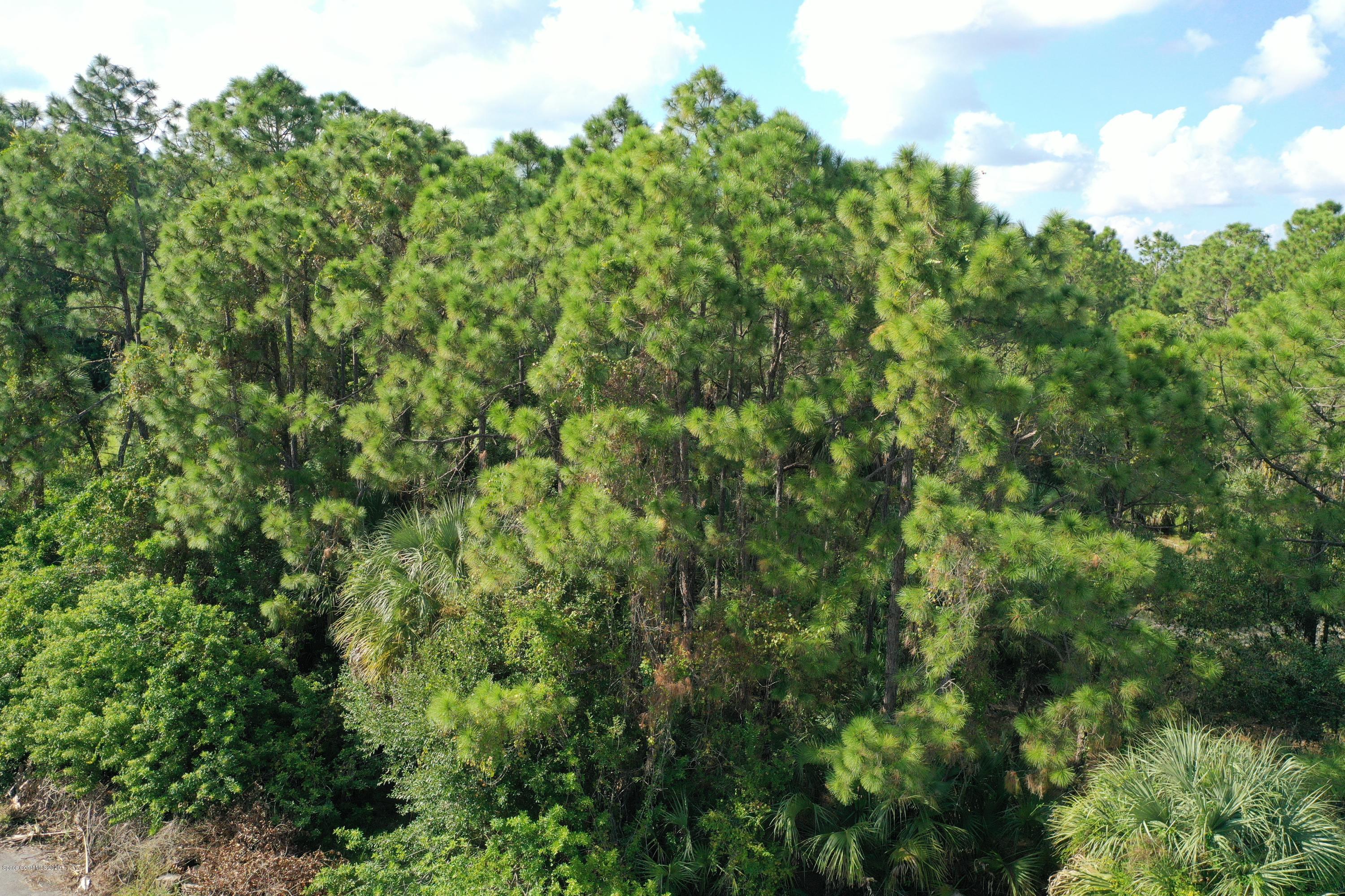 730 Gibbons Road Southwest Palm Bay, FL 32908 - Photo 8 of 11 a view of a lush green forest with lawn chairs