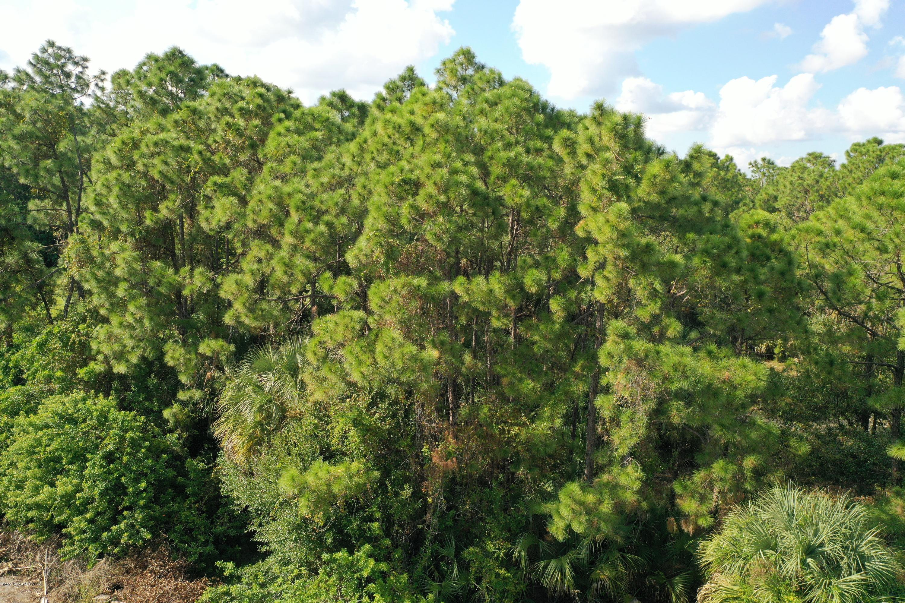 730 Gibbons Road Southwest Palm Bay, FL 32908 - Photo 9 of 11 a view of a large yard with lots of bushes