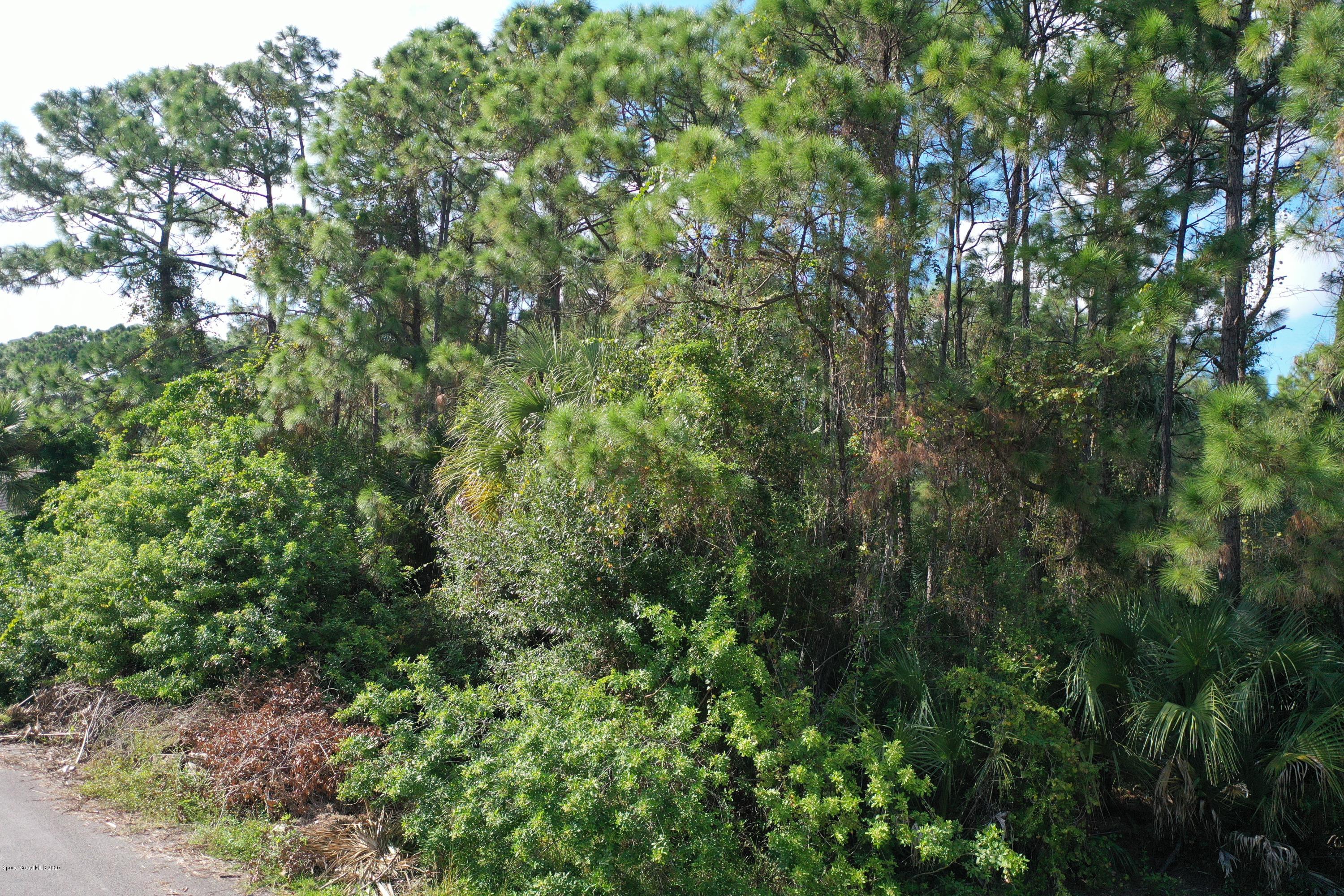 730 Gibbons Road Southwest Palm Bay, FL 32908 - Photo 10 of 11 a view of a forest with a tree