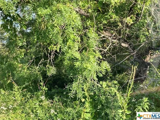 a view of a lush green space