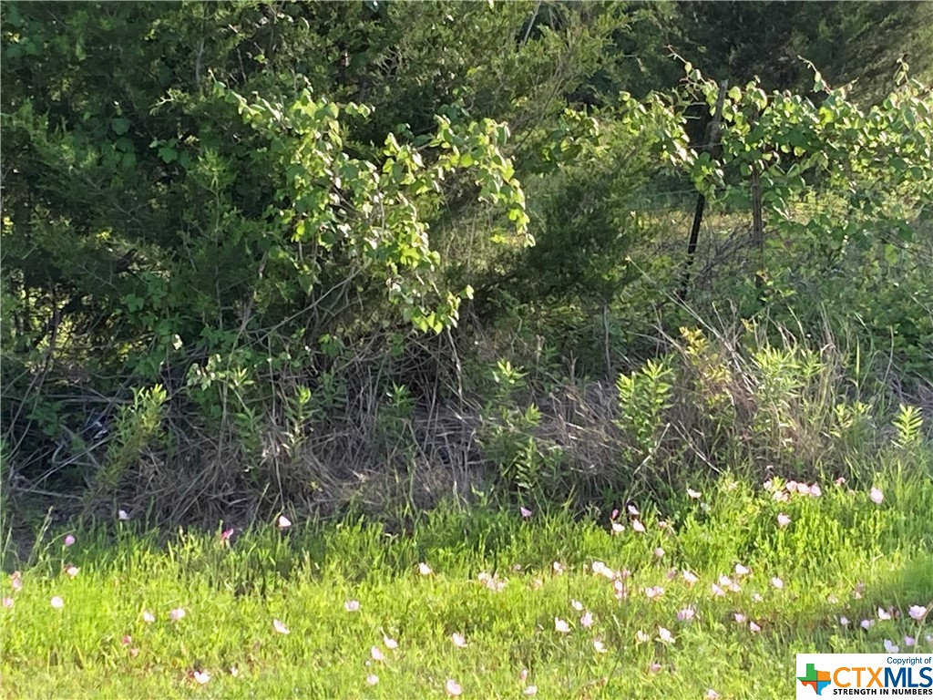 100 Bunny Run Maxwell, TX 78656 - Photo 7 of 7 a view of a yard