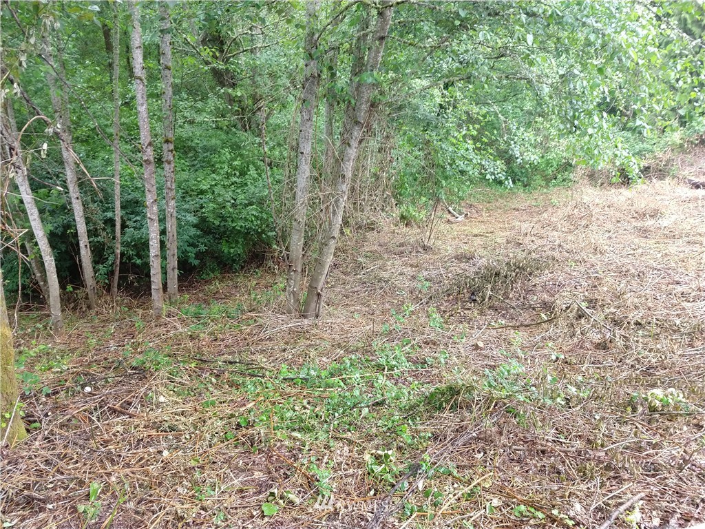 5501 Northeast 10th Street Renton, WA 98059 - Photo 3 of 9 a view of a forest with trees in the background